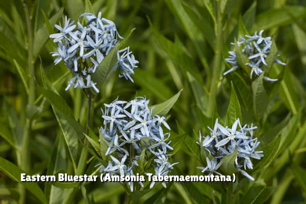 eastern bluestar flowers to be considered when landscaping in raleigh