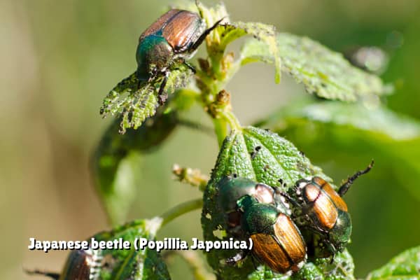 Japanese beetles posing a threat to landscaping in raleigh
