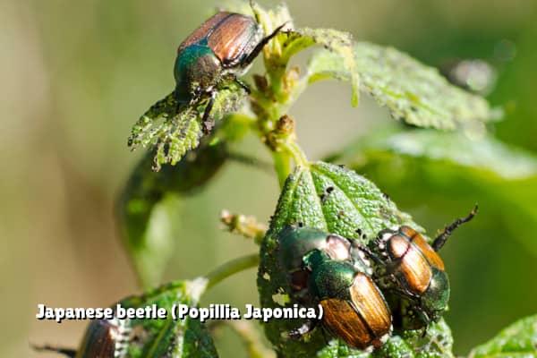 Japanese beetle Popillia japonica Japanese beetles posing a threat to landscaping in raleigh