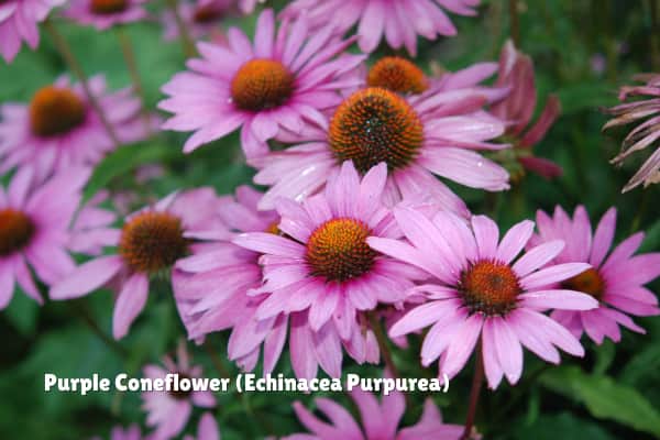 Purple Coneflower Echinacea purpurea Purple Coneflower Echinacea purpurea
